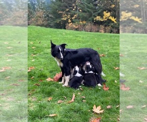 Mother of the Border-Aussie puppies born on 10/06/2021