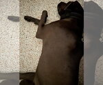 Small Photo #4 Mutt Puppy For Sale in Miami, FL, USA