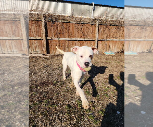 Medium Photo #6 Mutt Puppy For Sale in Evansville, IN, USA