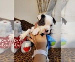Small Photo #9 French Bulldog-Mini Australian Shepterrier Mix Puppy For Sale in JACKSONVILLE, FL, USA