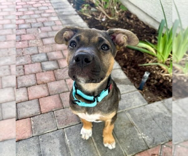 Medium Photo #3 Mutt Puppy For Sale in San Juan Capistrano, CA, USA