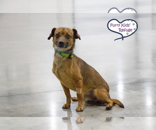 Medium Photo #5 Chiweenie Puppy For Sale in Lee's Summit, MO, USA