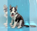 Small #3 Siberian Husky