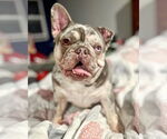 Small #5 French Bulldog Mix