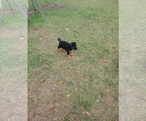 German Shepherd Dog Puppy for sale in DADE CITY, FL, USA