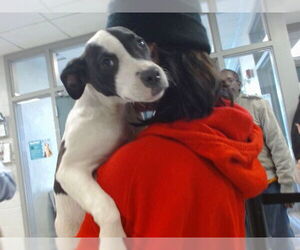 American Pit Bull Terrier-Unknown Mix Dogs for adoption in Oklahoma City, OK, USA