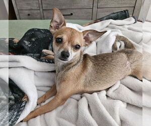Chihuahua Dogs for adoption in St. Louis Park, MN, USA