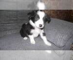 Small Photo #26 Border Collie Puppy For Sale in AIKEN, SC, USA