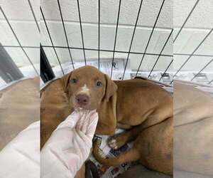 Labrador Retriever-Unknown Mix Dogs for adoption in SHERBURNE, NY, USA