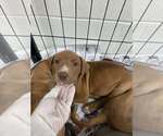Small Labrador Retriever Mix