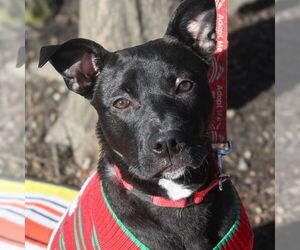 Labrador Retriever-Unknown Mix Dogs for adoption in Canton, CT, USA
