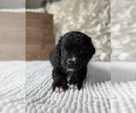 Small #10 Bernedoodle