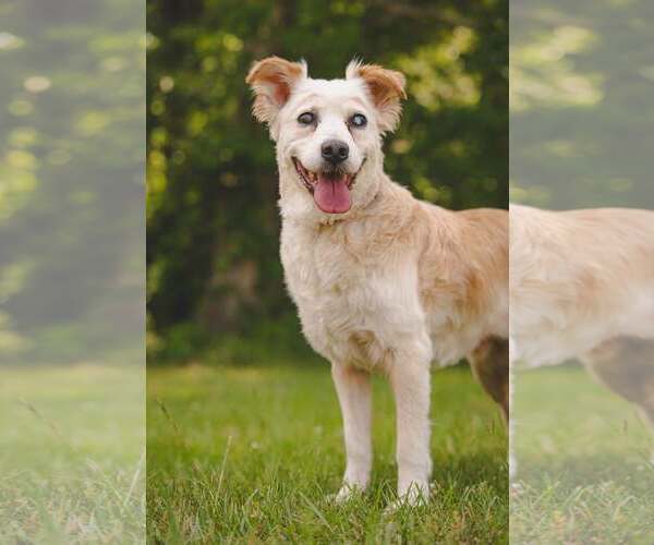 Medium Photo #4 Collie-Unknown Mix Puppy For Sale in Rustburg, VA, USA
