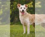 Small #3 Collie Mix