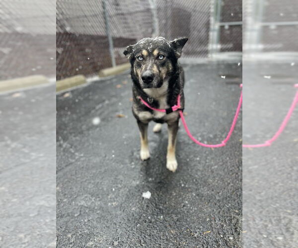 Medium Photo #4 Huskies -Unknown Mix Puppy For Sale in Calgary, Alberta, Canada