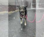 Small #3 Huskies  Mix