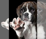 Puppy Puppy 1 Boxer