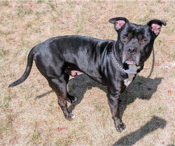 Medium Photo #1 American Pit Bull Terrier Puppy For Sale in Akron, OH, USA