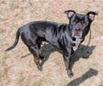 Small American Pit Bull Terrier