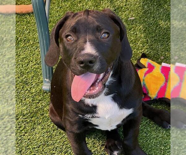 Medium Photo #2 Labrador Retriever-Unknown Mix Puppy For Sale in San Diego, CA, USA