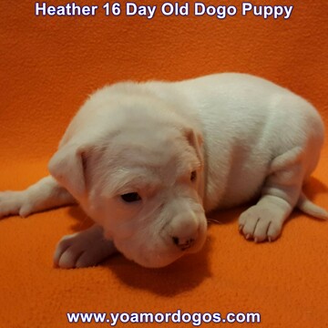 Medium Photo #46 Dogo Argentino Puppy For Sale in JANE, MO, USA