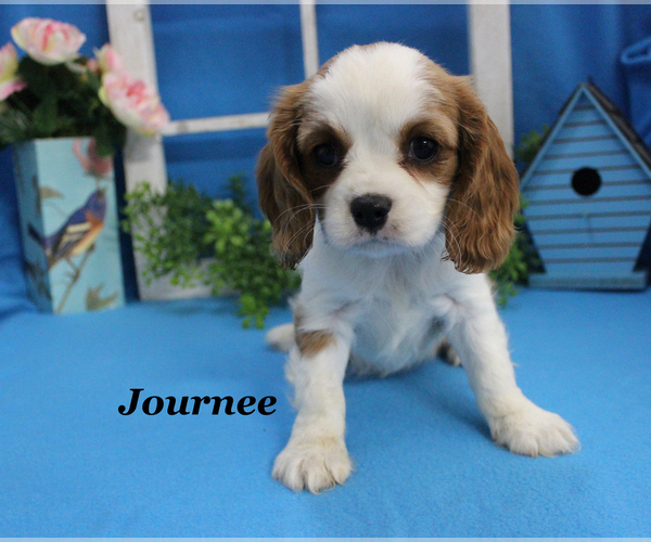 Medium Photo #16 Cavalier King Charles Spaniel Puppy For Sale in CHANUTE, KS, USA