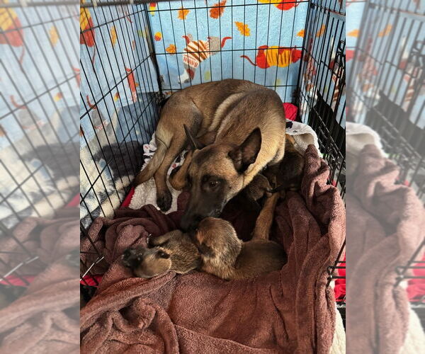 Medium Photo #2 Mutt Puppy For Sale in Imlay City, MI, USA