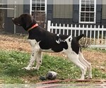Small Photo #1 German Shorthaired Pointer Puppy For Sale in BLMGTN, IN, USA
