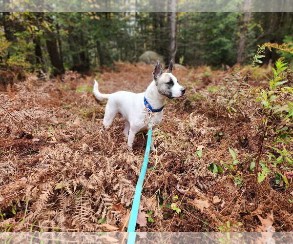 Medium Photo #4 Akita-Unknown Mix Puppy For Sale in Alexander, AR, USA