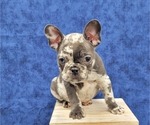 Small Photo #16 French Bulldog Puppy For Sale in BLAKESBURG, IA, USA