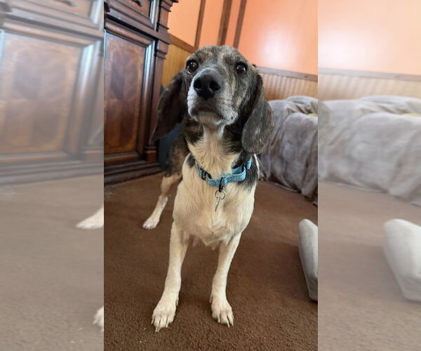 Medium Photo #1 Beagle-Unknown Mix Puppy For Sale in Springdale, PA, USA