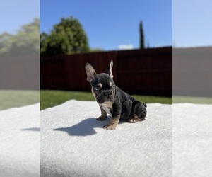 Medium French Bulldog