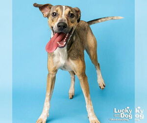 Mutt Dogs for adoption in Washington, DC, USA