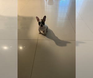 French Bulldog Puppy for sale in FORT LAUDERDALE, FL, USA