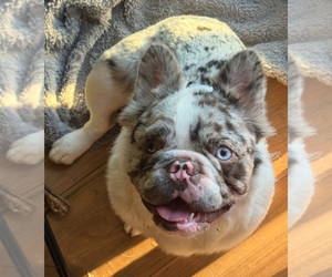 French Bulldog Puppy for sale in VISTA, CA, USA