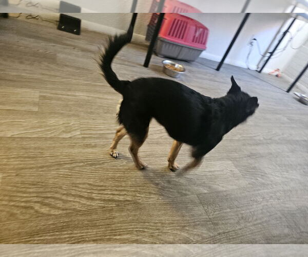 Medium Photo #4 Chihuahua-Unknown Mix Puppy For Sale in Chandler, AZ, USA