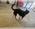 Small #3 Chihuahua Mix