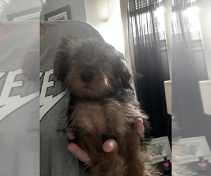 YorkiePoo Puppy for sale in VIRGINIA BEACH, VA, USA