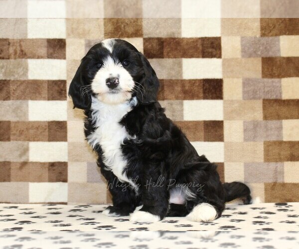Medium Photo #4 Bernedoodle (Miniature)-Cavapoo (Miniature) Mix Puppy For Sale in DENVER, PA, USA