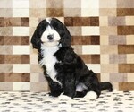 Small #3 Bernedoodle (Miniature)-Cavapoo (Miniature) Mix