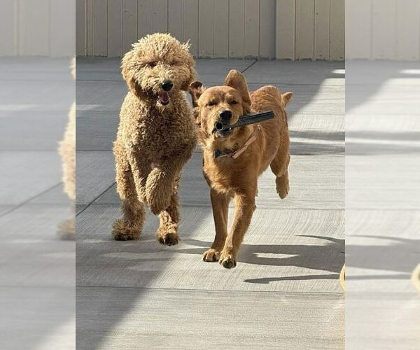 Medium Photo #4 Golden Retriever Puppy For Sale in Dana Point, CA, USA
