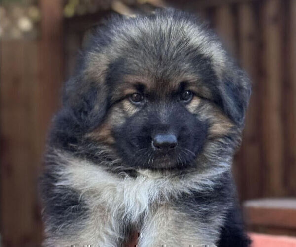 Medium Photo #7 King Shepherd Puppy For Sale in GRAND CANYON CAVERNS, AZ, USA