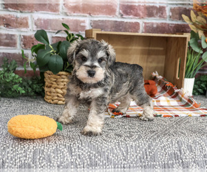 Schnauzer (Miniature) Puppy for sale in SYRACUSE, IN, USA
