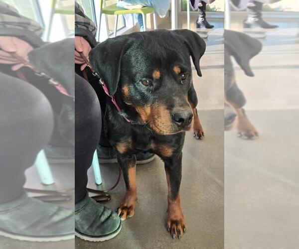 Medium Photo #1 Rottweiler Puppy For Sale in San Antonio, TX, USA