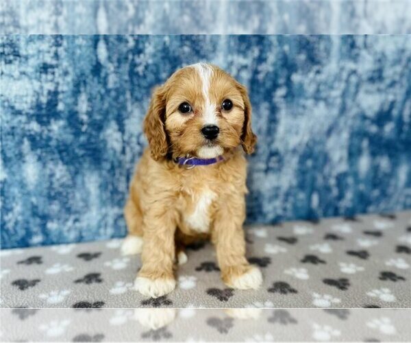 Medium Photo #1 Cavapoo Puppy For Sale in DELAWARE, OH, USA