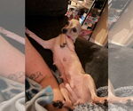Small #2 Chihuahua
