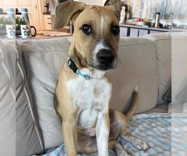 Medium Photo #2 Mutt Puppy For Sale in San Diego, CA, USA