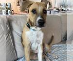Small Photo #2 Mutt Puppy For Sale in San Diego, CA, USA