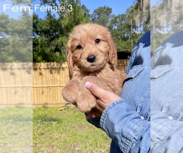 Medium Photo #5 Goldendoodle Puppy For Sale in OCALA, FL, USA