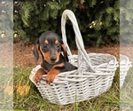 Small #3 Dachshund